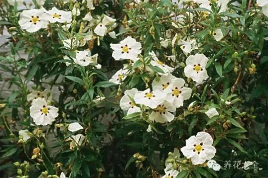 史上最奇特植物