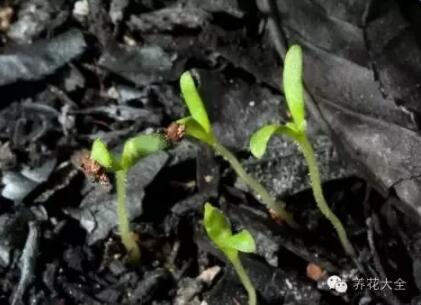 史上最奇特植物