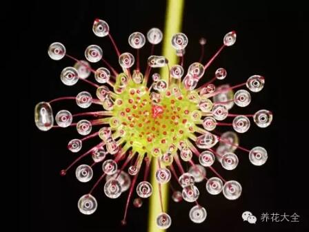 史上最奇特植物