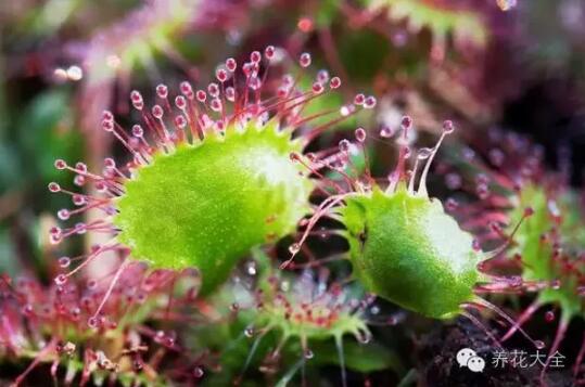 史上最奇特植物