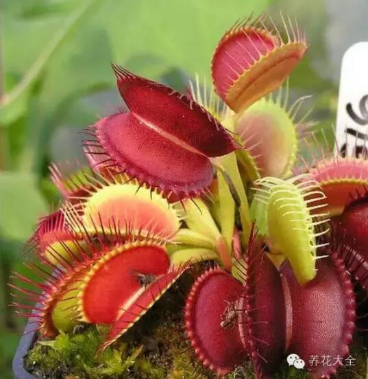 史上最奇特植物