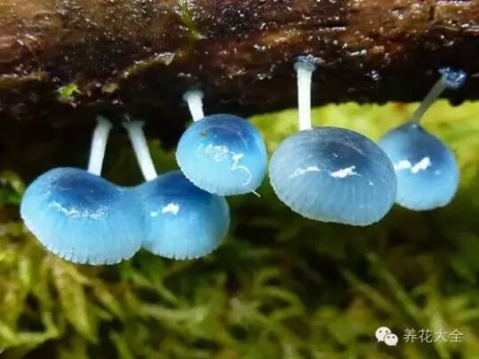 史上最奇特植物