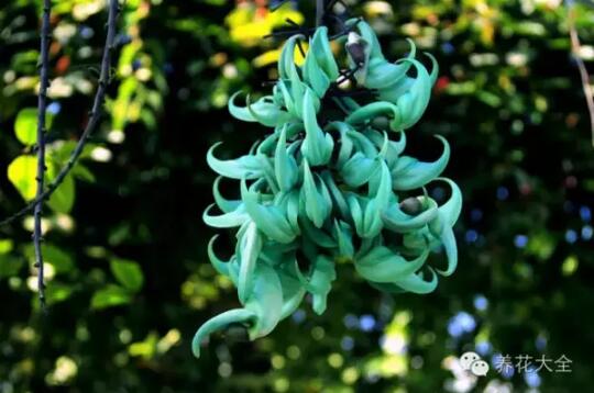 史上最奇特植物