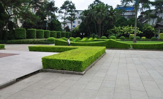 園林中不可或缺的存在——綠籬