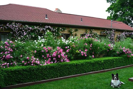 園林中不可或缺的存在——綠籬