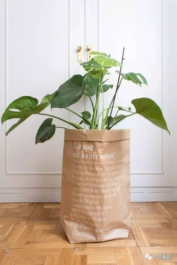 當(dāng)植物碰到紙袋呈現(xiàn)想不到的效果