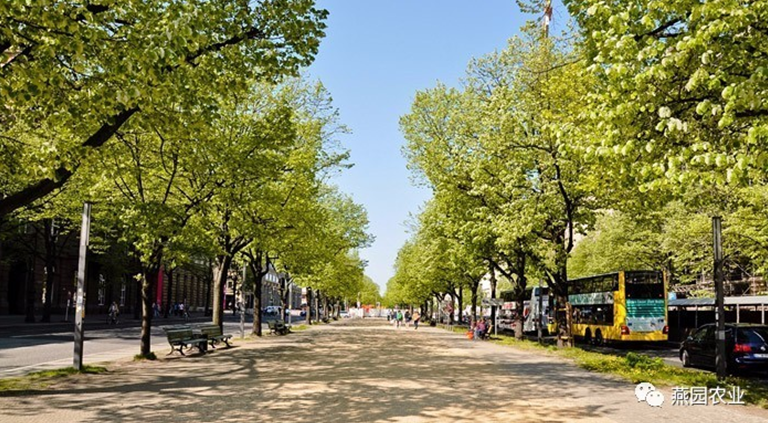 何為“世界五大行道樹”？