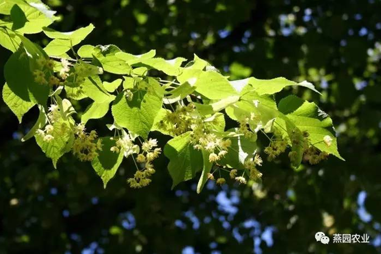 何為“世界五大行道樹”？