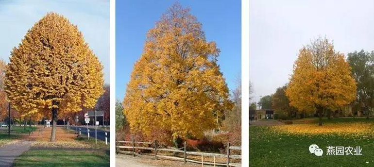 何為“世界五大行道樹”？