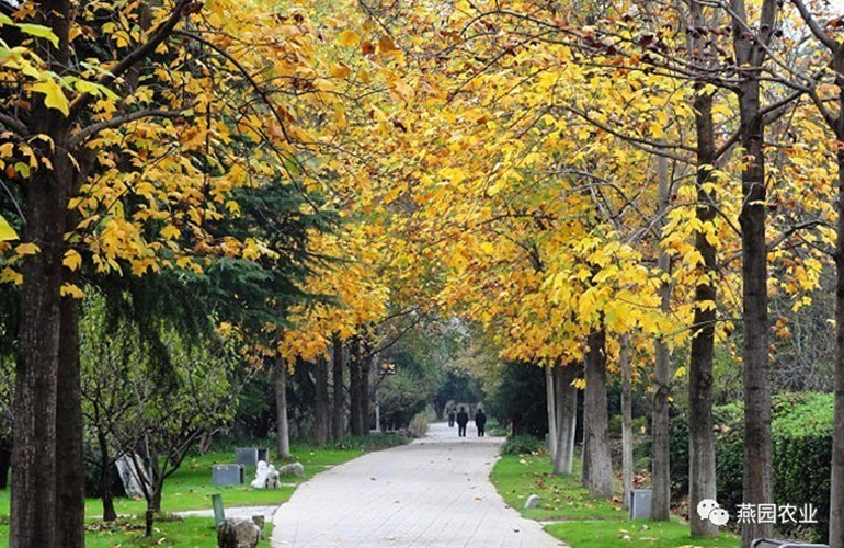 何為“世界五大行道樹”？