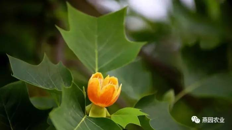 何為“世界五大行道樹”？