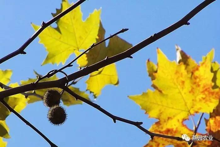 何為“世界五大行道樹”？