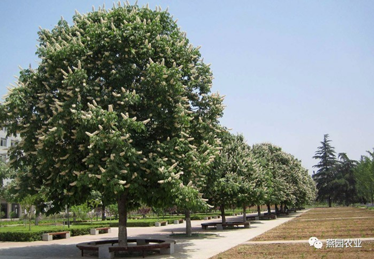 何為“世界五大行道樹”？