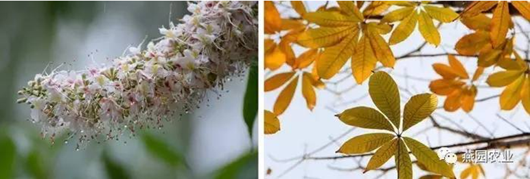 何為“世界五大行道樹”？