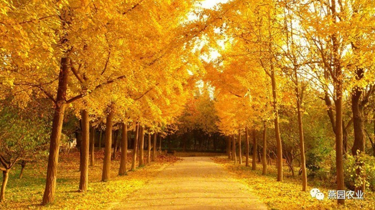 何為“世界五大行道樹”？