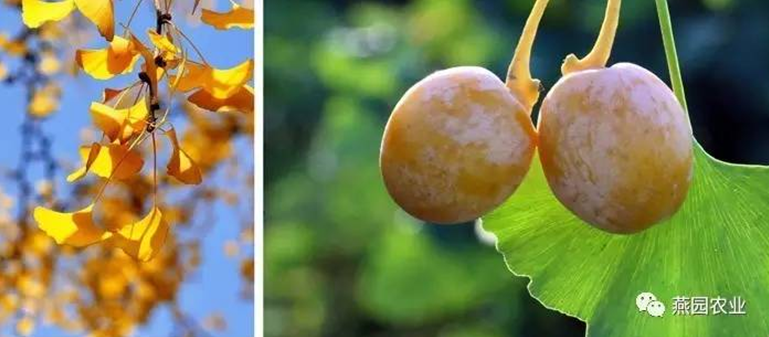 何為“世界五大行道樹”？