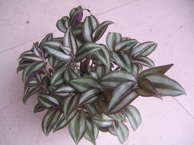 6種好養活的盆栽植物