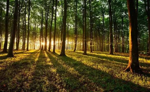 苗木長久經(jīng)營，這些趨勢應(yīng)該看清