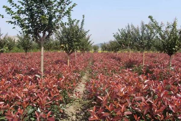 苗木長久經營，這些趨勢應該看清