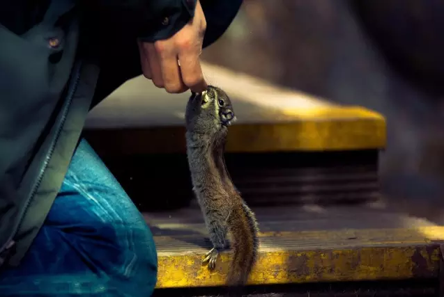 中國國家公園即將出爐,誰可以代表中國?