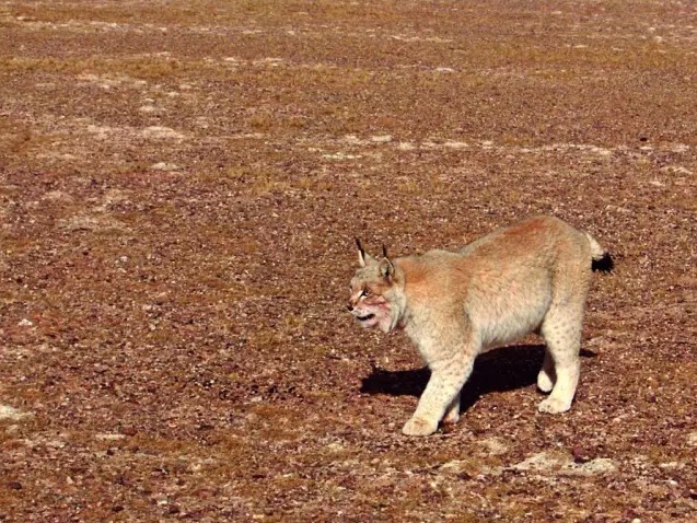 中國國家公園即將出爐，誰可以代表中國？