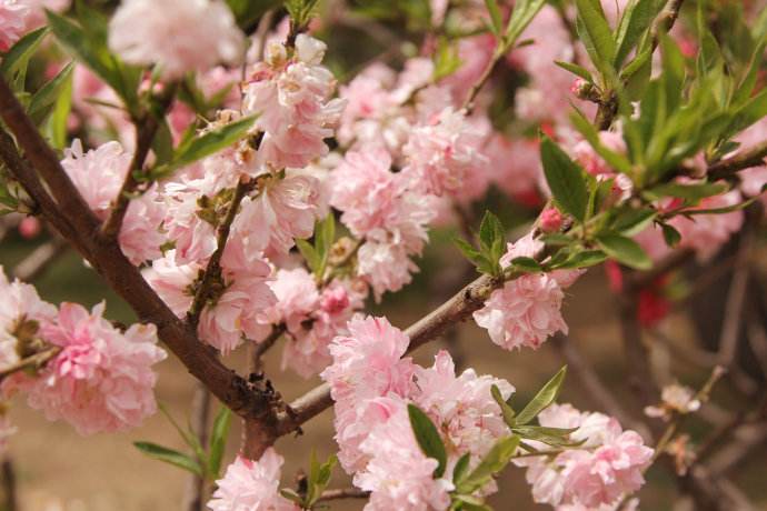 北京：植物園變“桃花園”