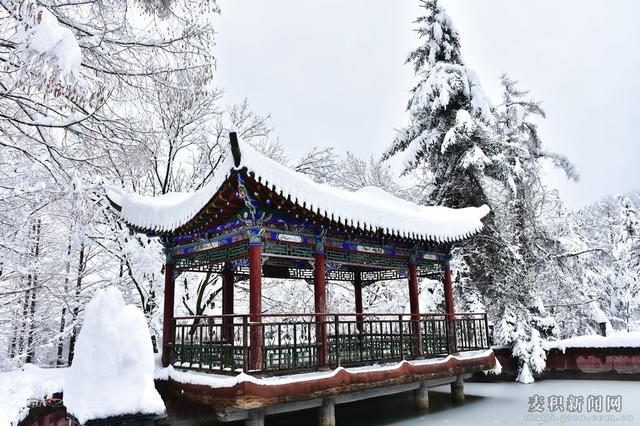 麥積山植物園春雪圖