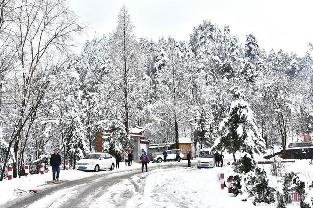 麥積山植物園春雪圖