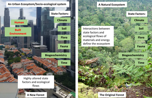 海綿城市與水生態(tài)水景觀國際論壇Tan Puay Yok教授演講實錄