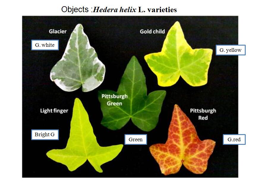 風(fēng)景園林創(chuàng)新發(fā)展論壇藤本英二郎教授演講實(shí)錄
