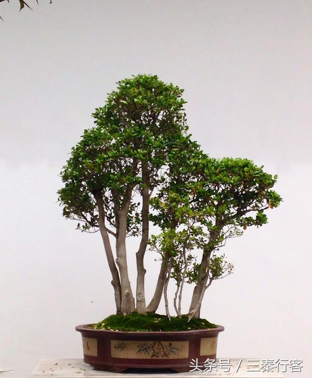 陜西第二大城市寶雞市的盆景園