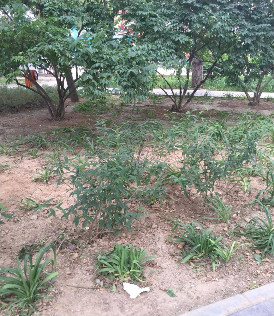 風景園林創新發展論壇史軍鵬先生演講實錄