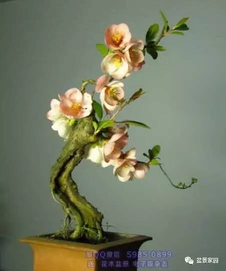 你應(yīng)該知道的苗木盆景行業(yè)術(shù)語(yǔ)