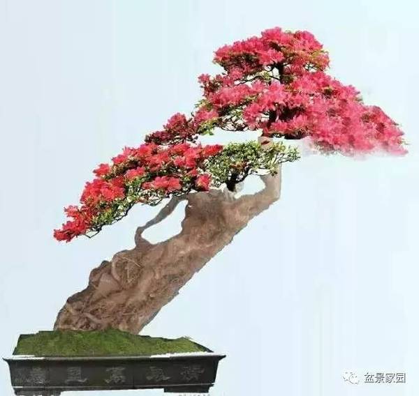 你應(yīng)該知道的苗木盆景行業(yè)術(shù)語(yǔ)