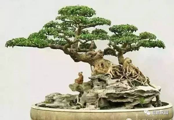 你應(yīng)該知道的苗木盆景行業(yè)術(shù)語(yǔ)