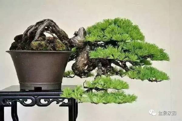 你應該知道的苗木盆景行業術語