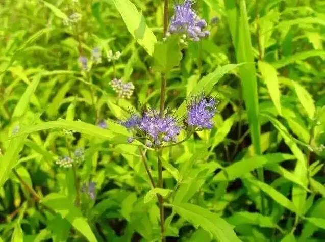 認識植物：這些常見的園林植物你認識嗎？