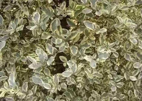 認識植物：這些常見的園林植物你認識嗎？