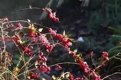 認識植物：這些常見的園林植物你認識嗎？