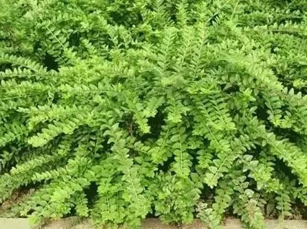 認識植物：這些常見的園林植物你認識嗎？