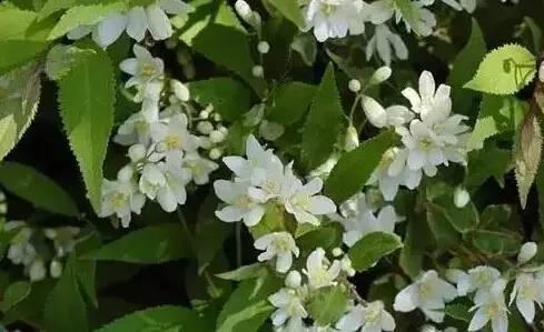 認識植物：這些常見的園林植物你認識嗎？