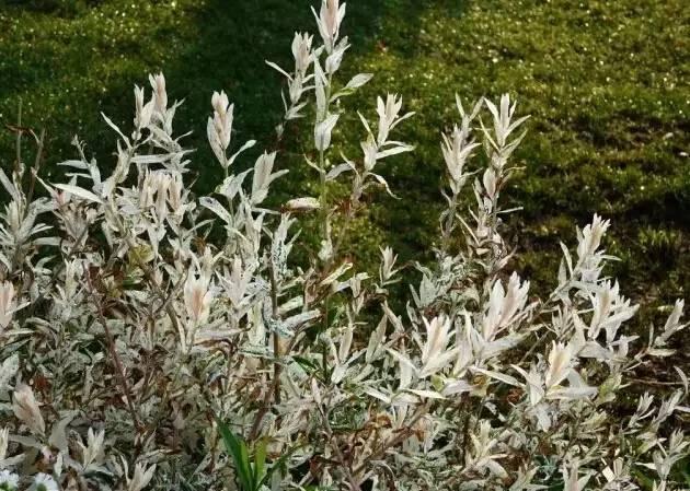 認識植物：這些常見的園林植物你認識嗎？