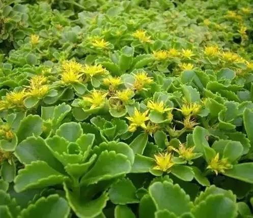 認識植物：這些常見的園林植物你認識嗎？