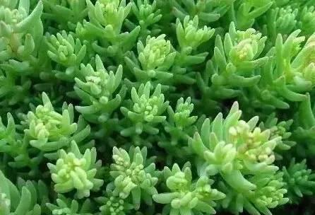 認識植物：這些常見的園林植物你認識嗎？