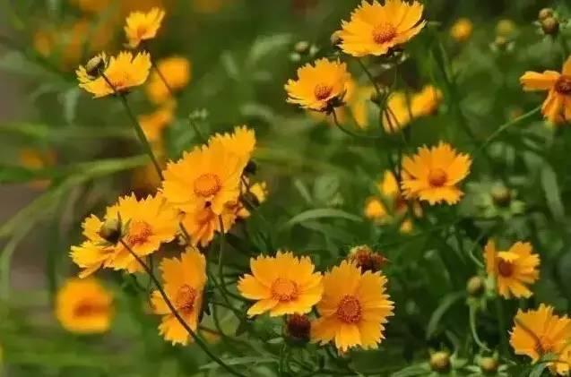 認識植物：這些常見的園林植物你認識嗎？