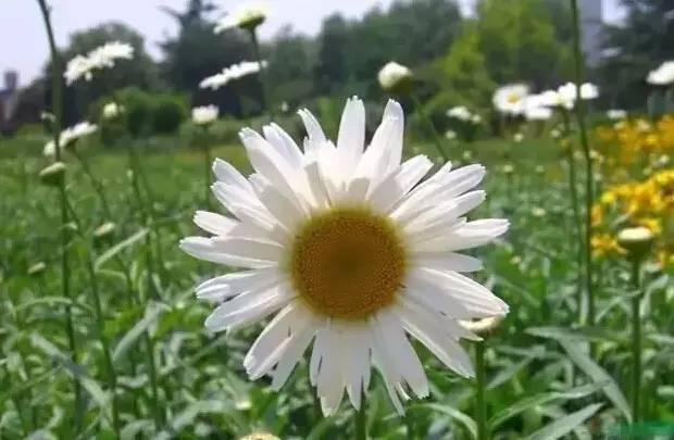 認識植物：這些常見的園林植物你認識嗎？