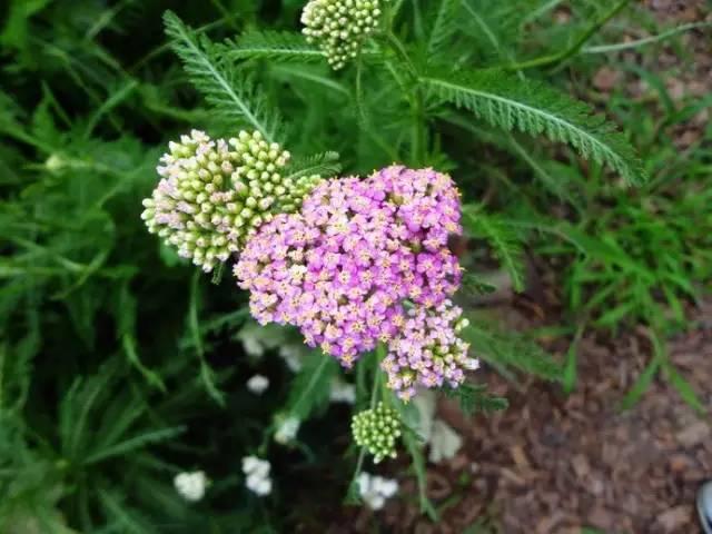 認識植物：這些常見的園林植物你認識嗎？
