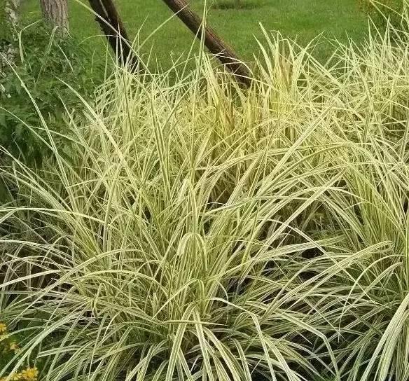 認(rèn)識(shí)植物：這些常見的園林植物你認(rèn)識(shí)嗎？