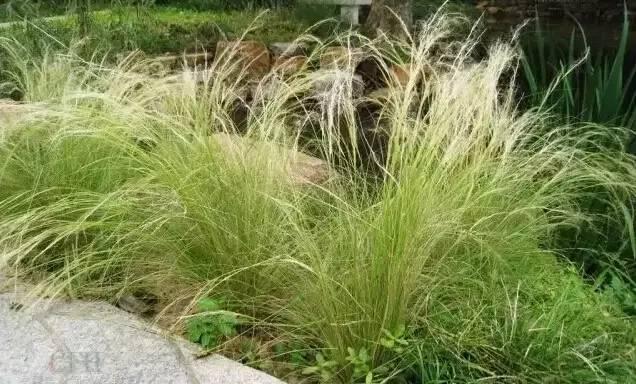 認(rèn)識(shí)植物：這些常見的園林植物你認(rèn)識(shí)嗎？