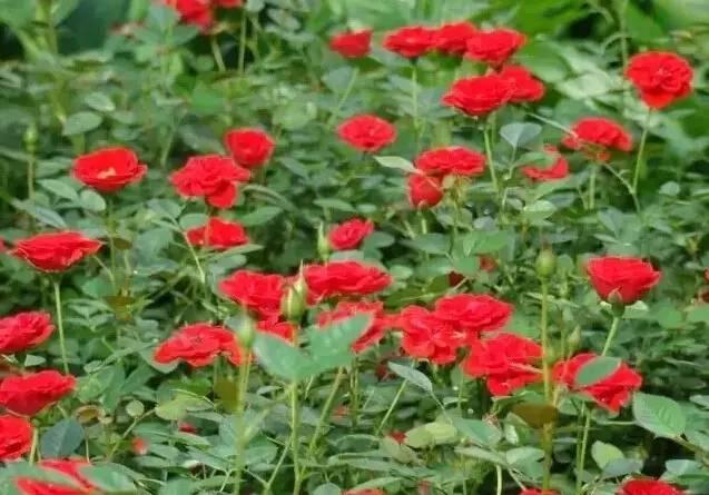 認(rèn)識(shí)植物：這些常見的園林植物你認(rèn)識(shí)嗎？